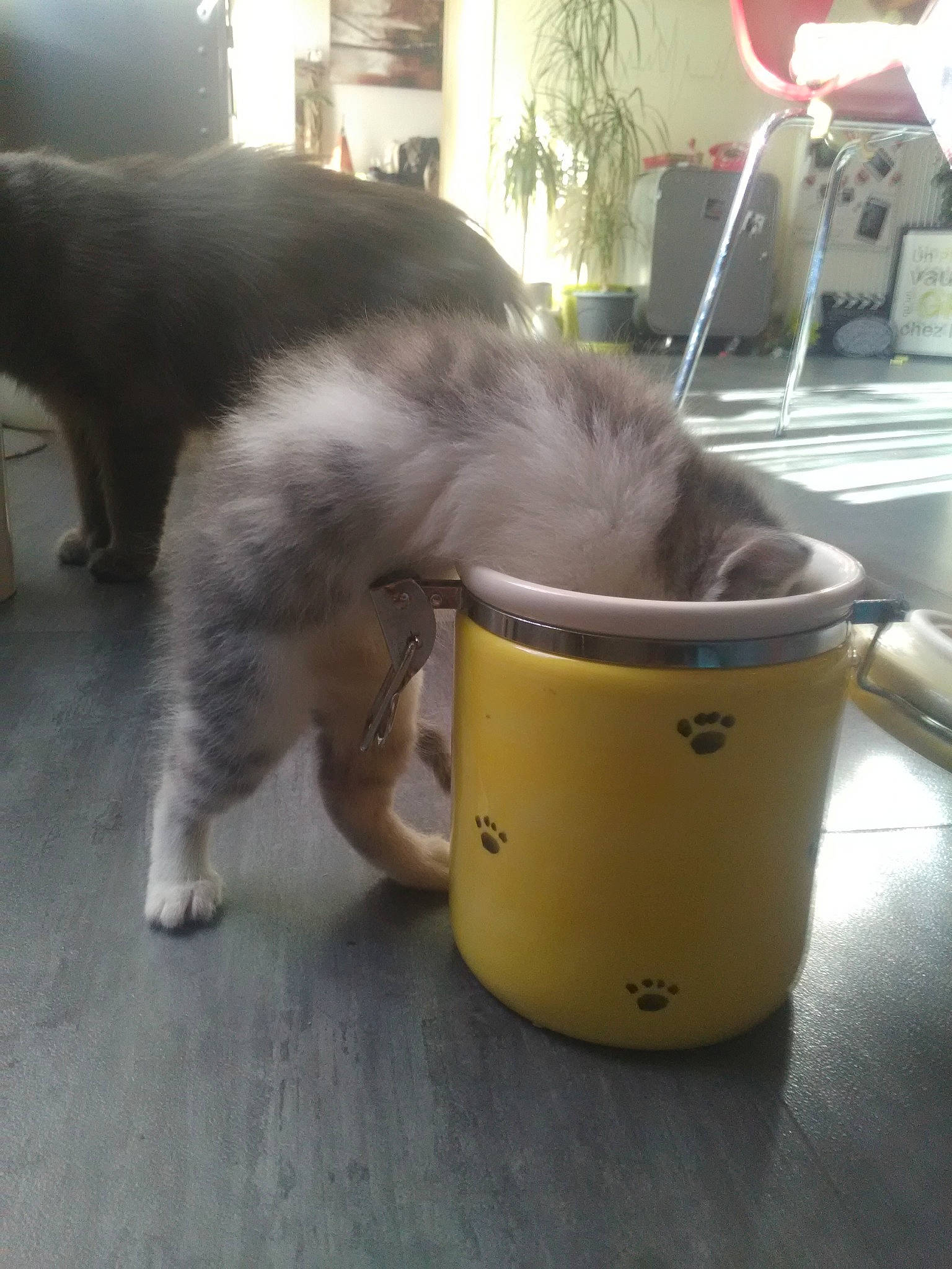 Mr Patate a rejoint le concours — aidez-le/la à gagner de superbes lots ! canidae, carnivore, cat, dog, dog_breed, tail