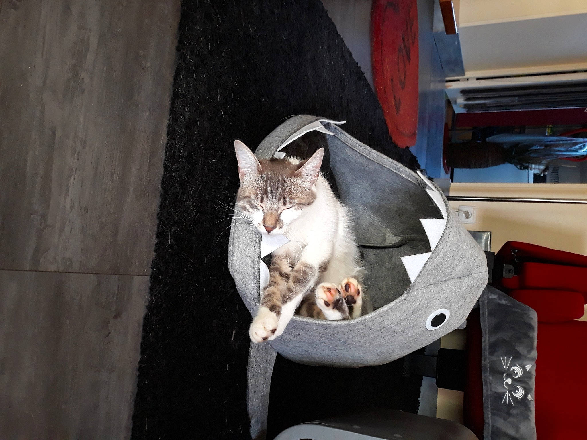 Mr Patate a rejoint le concours — aidez-le/la à gagner de superbes lots ! aegean_cat, carnivore, cat, domestic_short_haired_cat, felidae, mammal, small_to_medium_sized_cats, whiskers