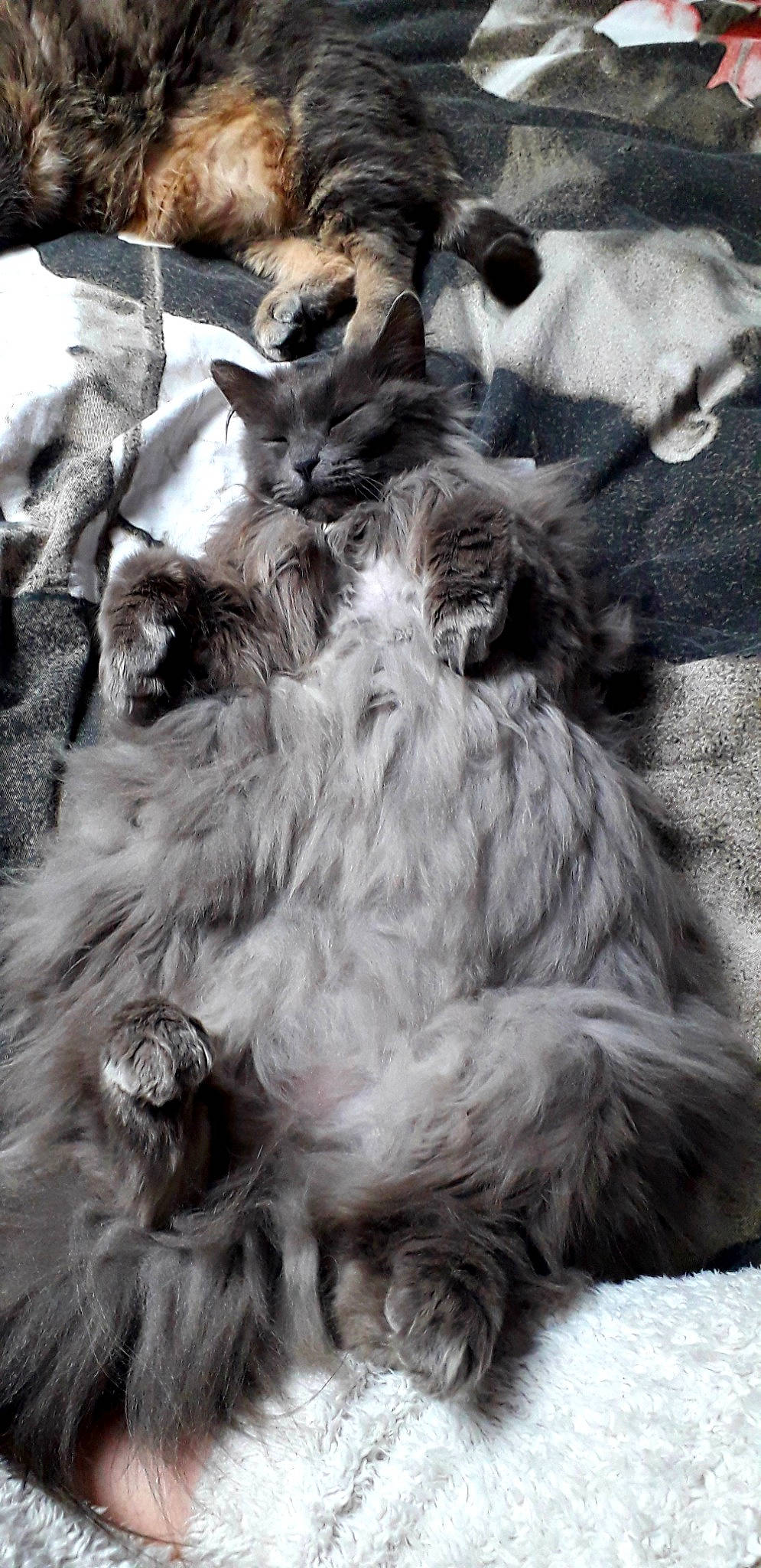 Mam'Zelle Attachiante a rejoint le concours — aidez-le/la à gagner de superbes lots ! black_and_white, canidae, carnivore, dog_breed, fur, monochrome, shih_tzu