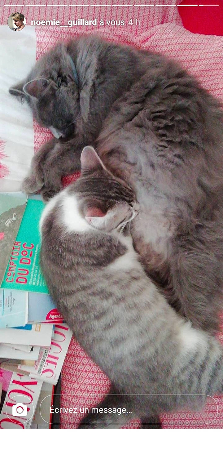 Mam'Zelle Attachiante participe au concours pour gagner de l'argent avec cette photo : british_shorthair, carnivore, cat, domestic_short_haired_cat, european_shorthair, felidae, fur, german_rex, kitten, nap, nebelung, norwegian_forest_cat, small_to_medium_sized_cats, snout, whiskers