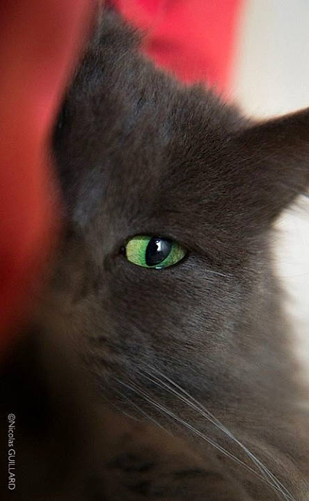 Mam'Zelle Attachiante