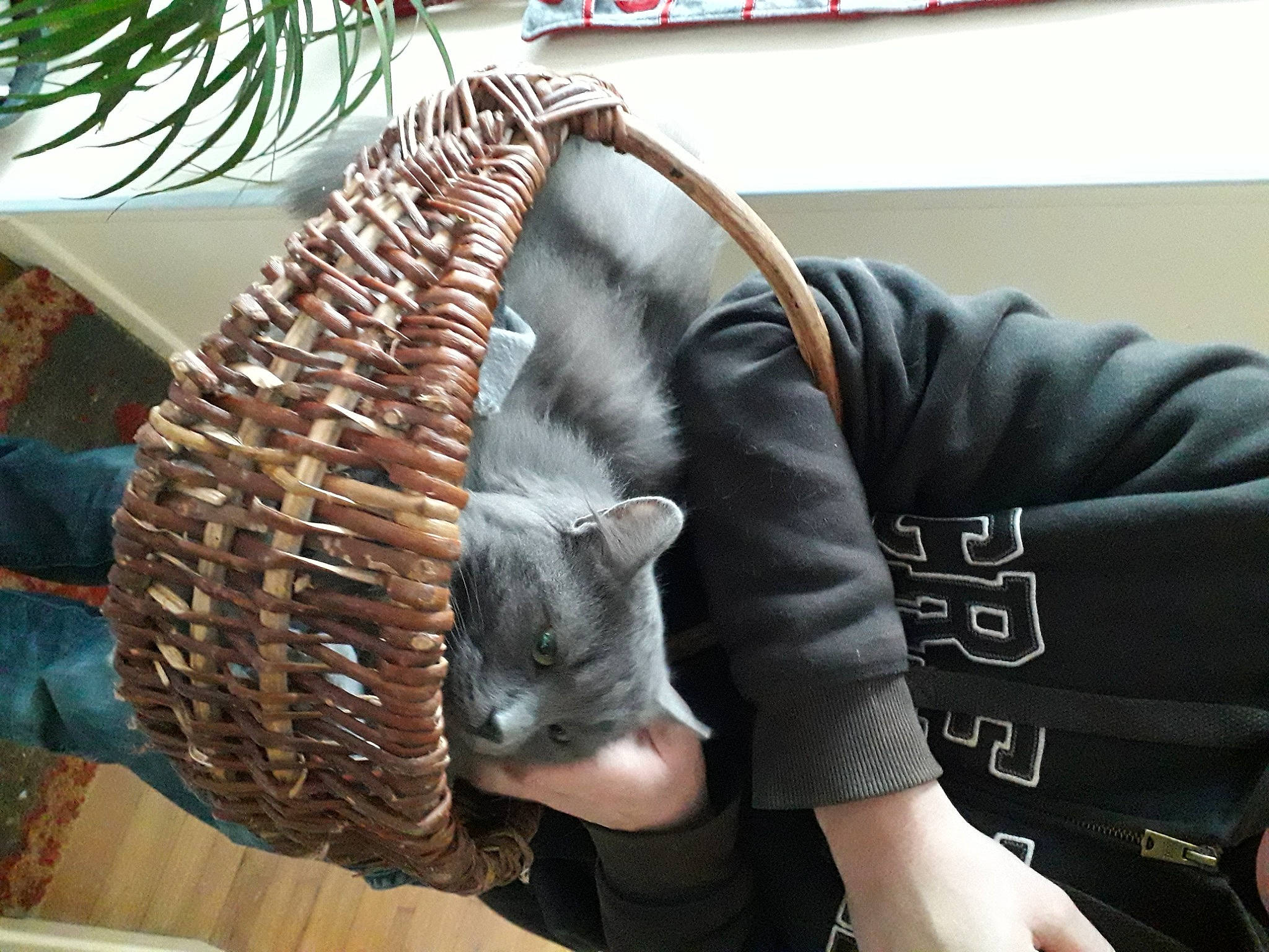 Mam'Zelle Attachiante participe au concours pour gagner de l'argent avec cette photo : fur, headgear, jacket, outerwear, plant, textile, tree