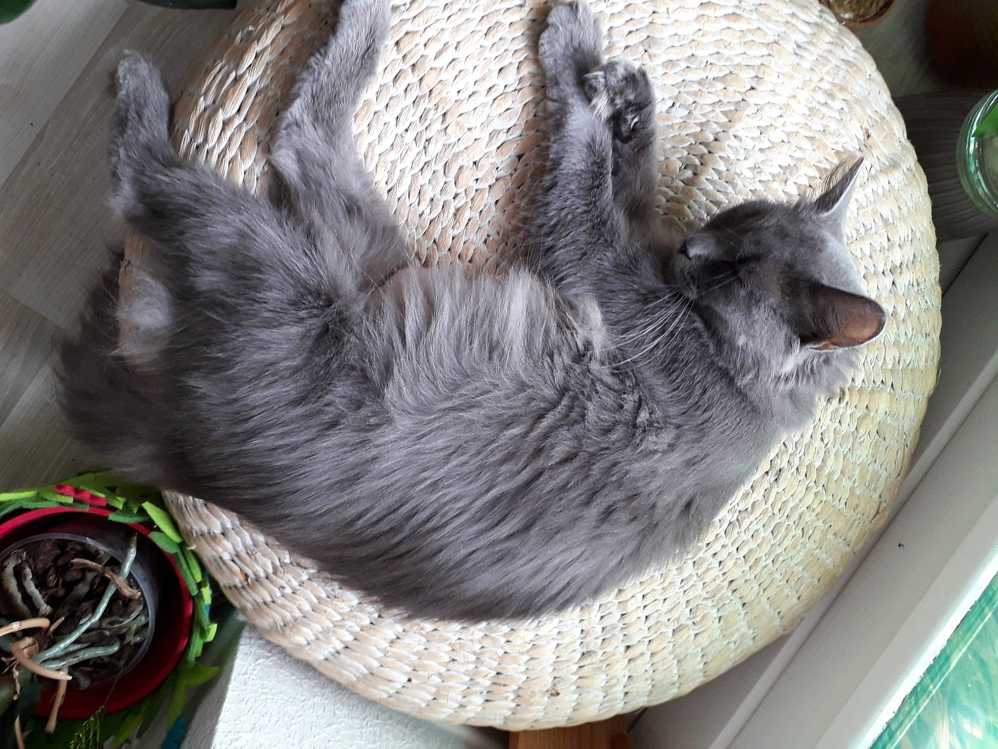 Mam'Zelle Attachiante participe au concours pour gagner de l'argent avec cette photo : carnivore, cat, cat_bed, felidae, korat, nebelung, russian_blue, small_to_medium_sized_cats, whiskers