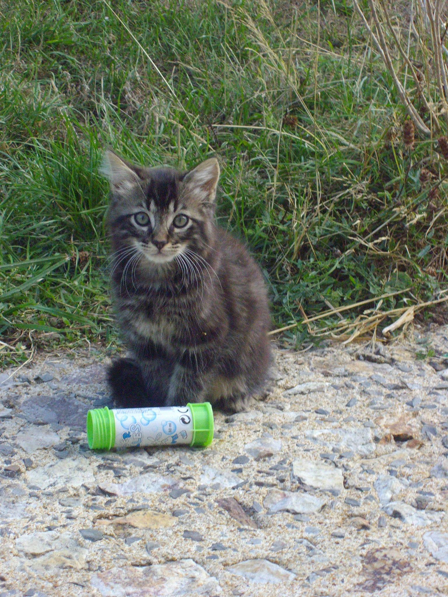 Trou Du Cul a rejoint le concours — aidez-le/la à gagner de superbes lots ! asian_semi_longhair, carnivore, cat, domestic_long_haired_cat, domestic_short_haired_cat, european_shorthair, felidae, grass, kitten, maine_coon, norwegian_forest_cat, polydactyl_cat, siberian, small_to_medium_sized_cats, whiskers, wild_cat