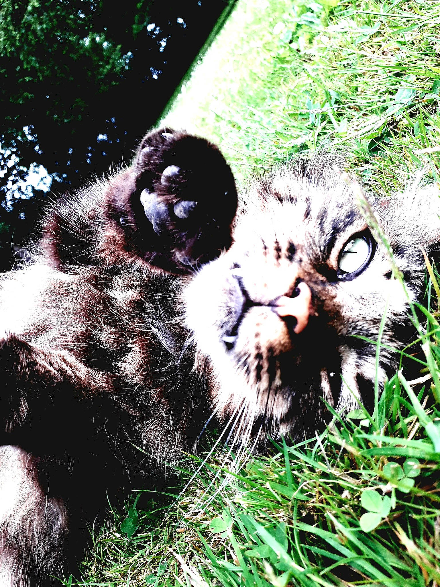 Trou Du Cul a rejoint le concours — aidez-le/la à gagner de superbes lots ! cat, felidae, grass, plant, snout, whiskers, wildlife