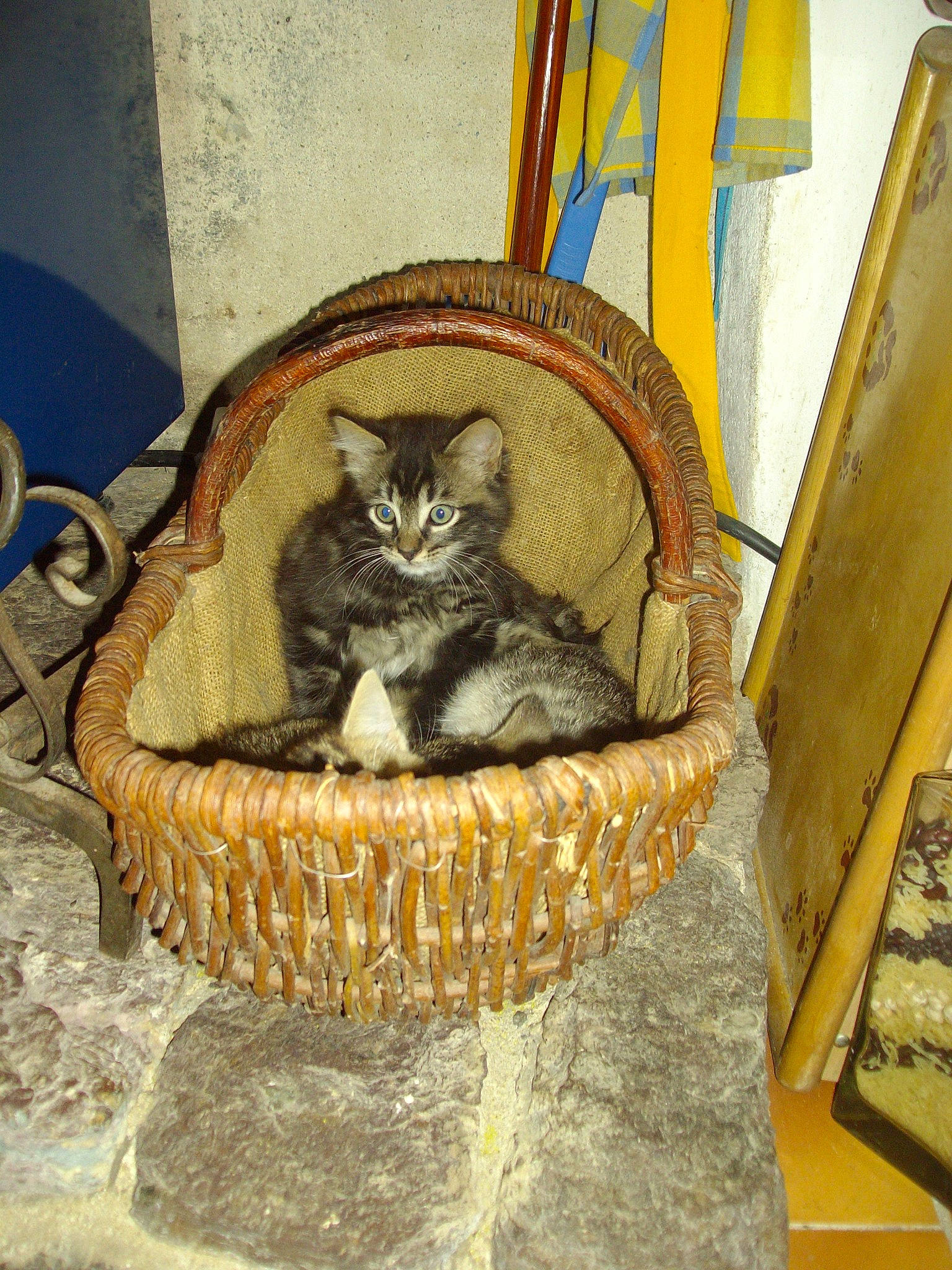 Trou Du Cul participe au concours pour gagner de l'argent avec cette photo : american_shorthair, asian, basket, carnivore, cat, domestic_short_haired_cat, dragon_li, european_shorthair, felidae, home_accessories, kitten, maine_coon, norwegian_forest_cat, small_to_medium_sized_cats, tabby_cat, whiskers, wicker