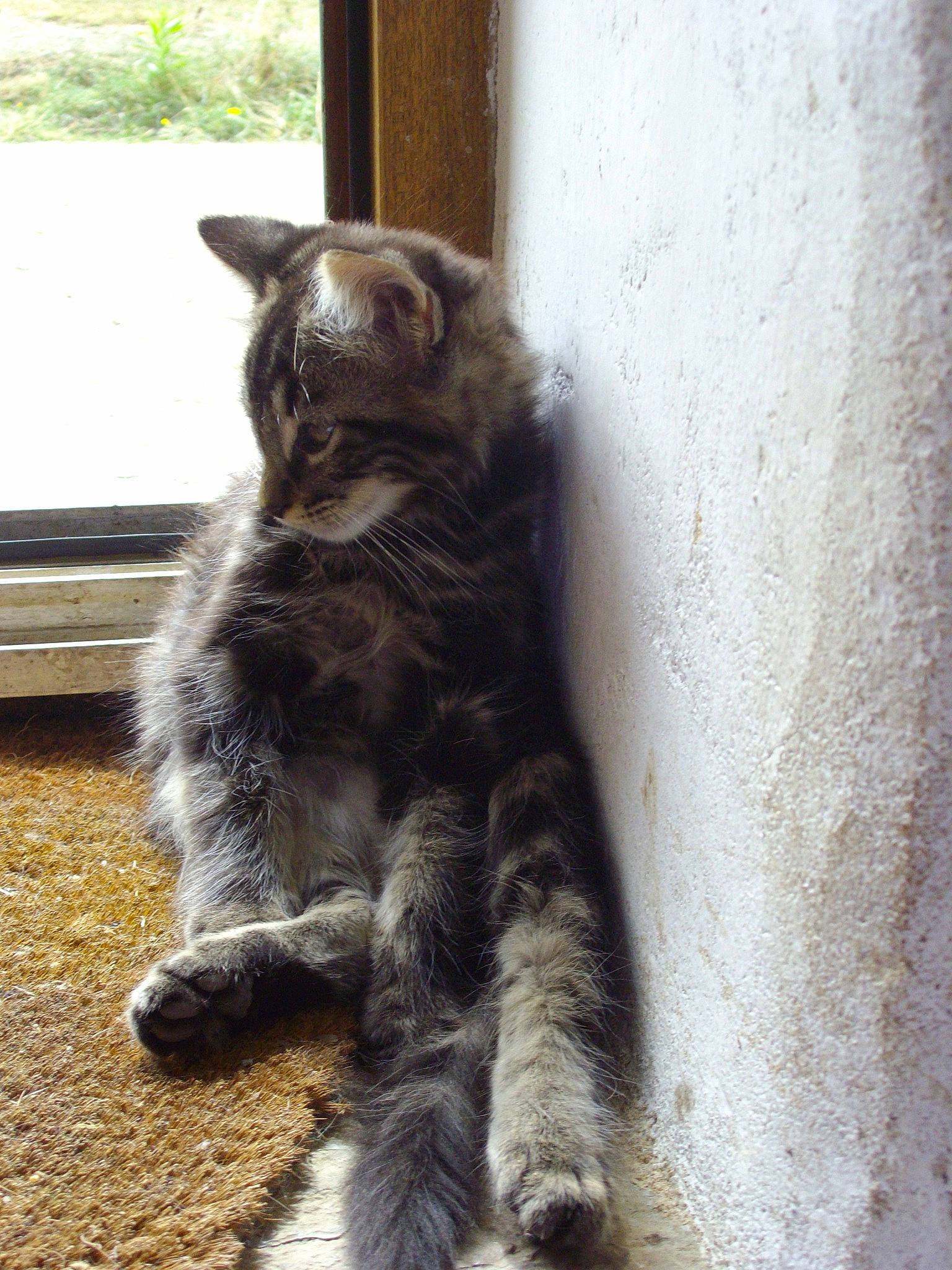 Trou Du Cul participe au concours pour gagner de l'argent avec cette photo : british_semi_longhair, carnivore, cat, domestic_long_haired_cat, domestic_short_haired_cat, dragon_li, european_shorthair, felidae, fur, kitten, kurilian_bobtail, maine_coon, mammal, nebelung, norwegian_forest_cat, polydactyl_cat, small_to_medium_sized_cats, tabby_cat, tail, whiskers