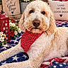 dog, curly_fur, fluffy, cream_coat, portrait, close_up, sitting, bandana, stars_and_stripes, patriotic, american_flag, red_white_blue, blanket, flowers, garden, decorations, lantern, wooden_sign, outdoor, cute
