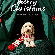 Lucy is registered to the contest to win money with this photo: dog, puppy, pet, christmas, holiday, festive, scarf, santa, cushion, green_curtains, red_and_white, portrait, indoor, sitting, fluffy, curly_fur, cute, christmas_decoration, greeting_text, new_year