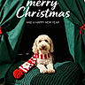 dog, puppy, pet, christmas, holiday, festive, scarf, santa, cushion, green_curtains, red_and_white, portrait, indoor, sitting, fluffy, curly_fur, cute, christmas_decoration, greeting_text, new_year