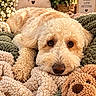 dog, puppy, curly_fur, cream_colored, fluffy, sleeping, lying_down, close_up, portrait, brown_eyes, black_nose, blanket, cozy, plush_toy, teddy_bear, flowers, plants, indoor, warm_lighting, decorative_sign