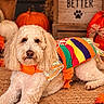 dog, pet, curly_hair, fluffy, portrait, lying_down, colorful_clothing, costume, rainbow, autumn, fall, pumpkin, flowers, maple_leaves, wooden_sign, indoor, cozy, rug, brown_background, animal_face