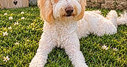 Lucy joined the competition — help win amazing prizes! dog, puppy, fluffy, curly_coat, cream_colored, white, portrait, outdoor, garden, grass, flowers, daisies, sunlight, lying_down, front_view, pet, animal, wooden_sign, nature, happy
