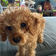 Lola joined the competition — help win amazing prizes! dog, puppy, curly_hair, brown, pet, indoor, couch, furniture, plant, curious, close_up, cute, small, animal, companion, fur, domestic, looking, soft, cozy
