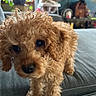 dog, puppy, curly_hair, brown, pet, indoor, couch, furniture, plant, curious, close_up, cute, small, animal, companion, fur, domestic, looking, soft, cozy
