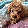 Lola joined the competition — help win amazing prizes! puppy, dog, curly_hair, brown, blanket, soft_texture, cozy, close_up, pet, animal, indoor, cute, fur, face, lying_down, resting, nose, eyeball, warm, comfort