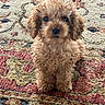 Lola is registered to the contest to win money with this photo: puppy, dog, curly_hair, brown, small_dog, pet, cute, animal, indoor, carpet, patterned_rug, sitting, looking, adorable, fluffy, fur, eyes, young, companion, domestic_animal