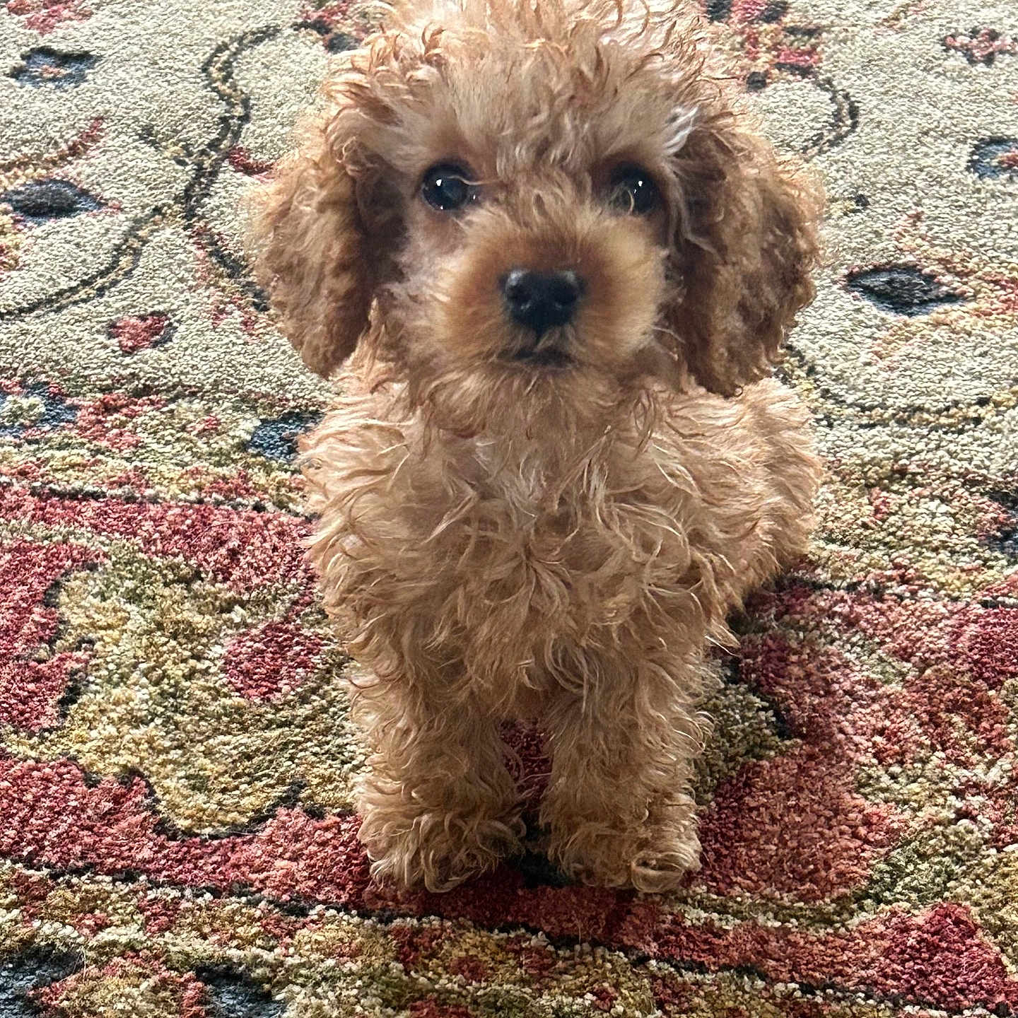 Lola