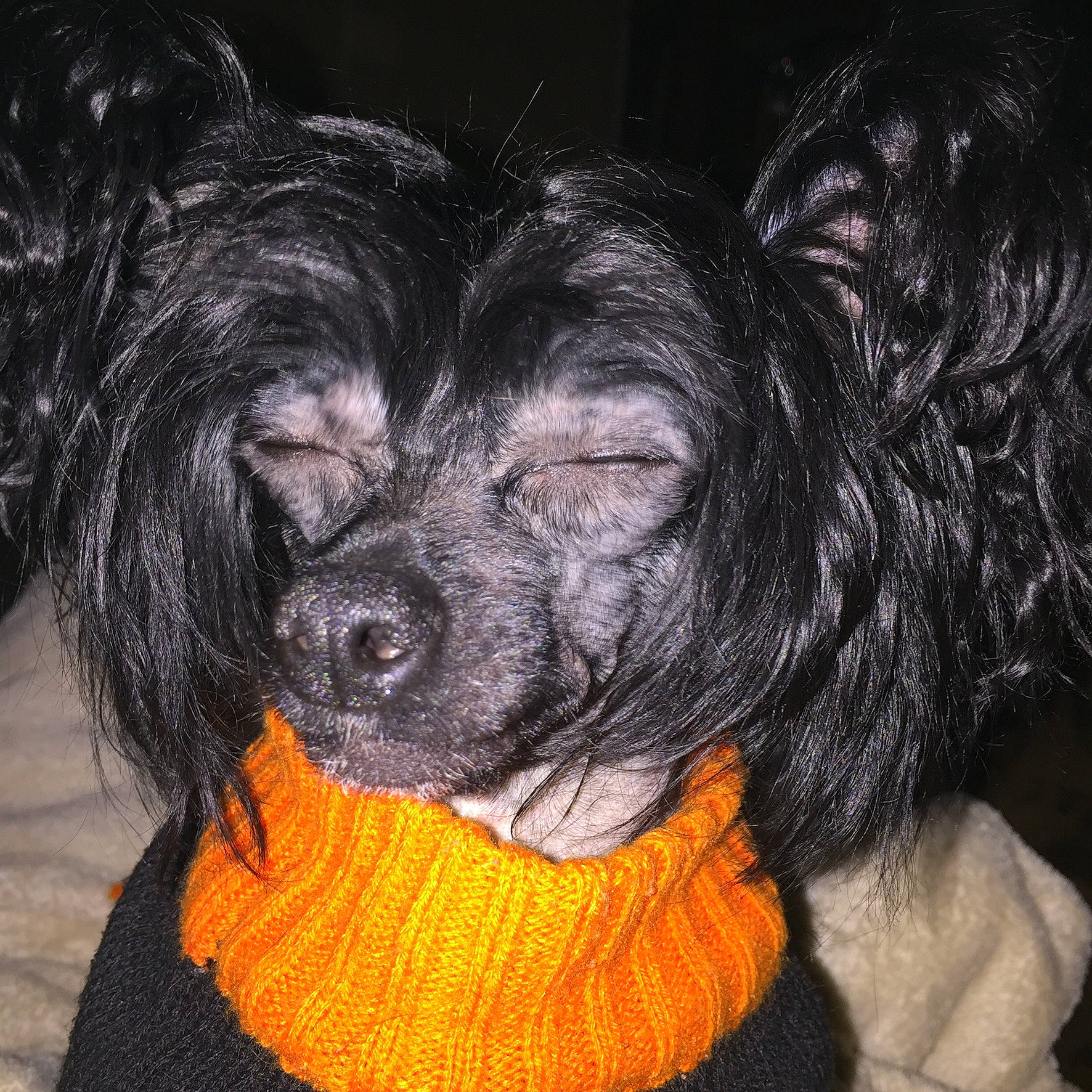Gabby joined the competition — help win amazing prizes! affenpinscher, black_hair, bolonka, canidae, carnivore, companion_dog, dog, dog_breed, fur, hair, lhasa_apso, non_sporting_group, nose, puppy, puppy_love, snout, sporting_group, toy_dog