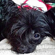 Gabby joined the competition — help win amazing prizes! dog, black_dog, pet, indoor, blanket, fur, cute, small_dog, lying_down, close_up, animal, cozy, resting, soft_texture, curious_eyes, companion, domestic_animal, comfort, home, relaxation