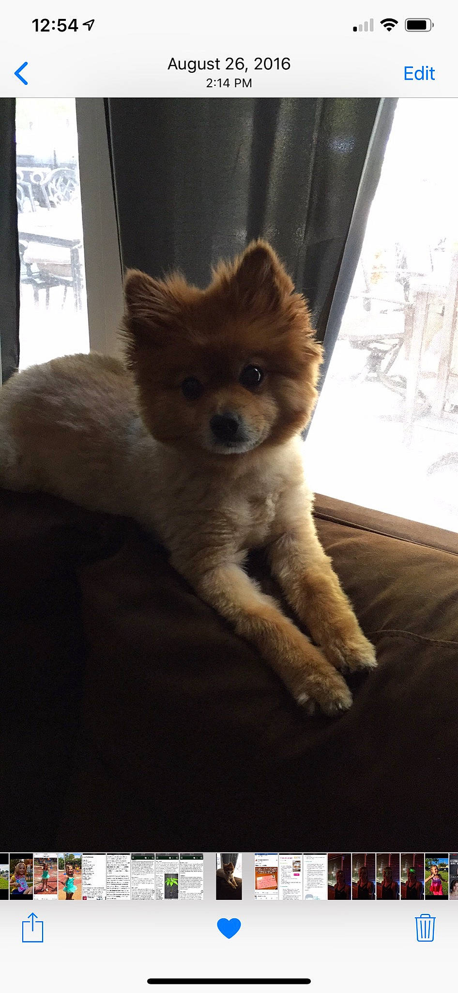Tucker joined the competition — help win amazing prizes! canidae, carnivore, companion_dog, dog, dog_breed, fawn, fur, german_spitz_mittel, mammal, non_sporting_group, pomeranian, puppy, spitz, toy_dog, volpino_italiano