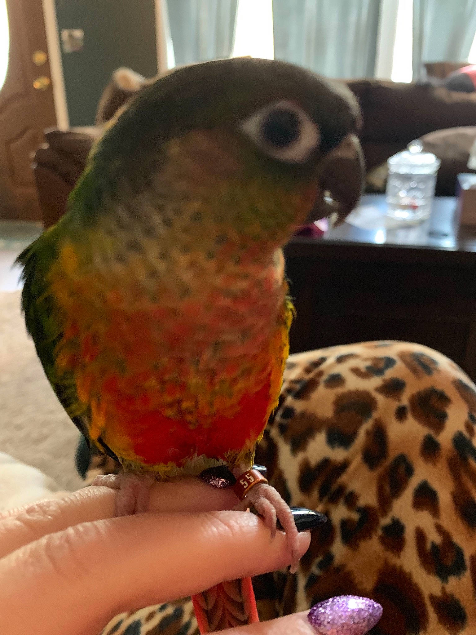 Walle joined the competition — help win amazing prizes! beak, bird, budgie, macaw, parakeet, parrot, vertebrate