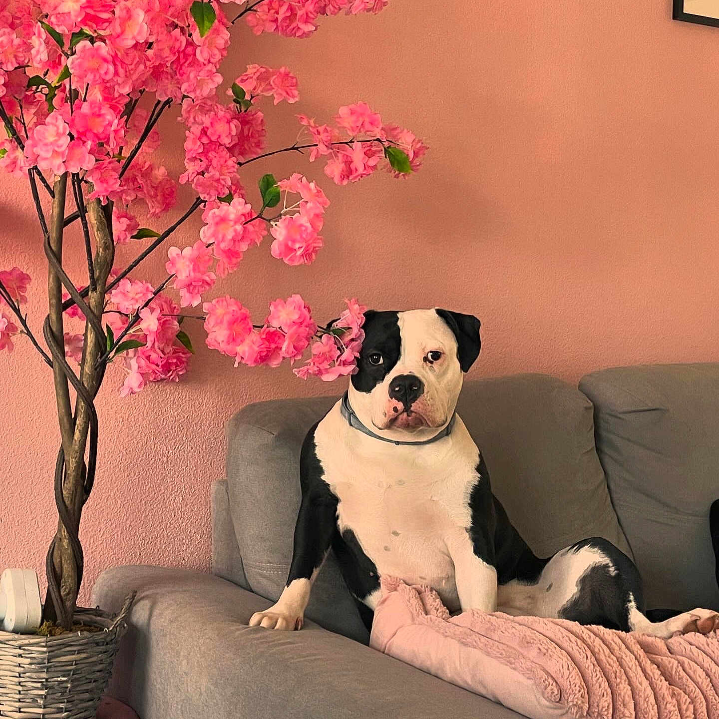 Irka participe au concours pour gagner de l'argent avec cette photo : animal, canine, chaise, couch, cushion, dog, dogbed, flower, flowerarrangement, furniture, homedecor, ikebana, indoors, interiordesign, person, pet, plant, puppy, sitting