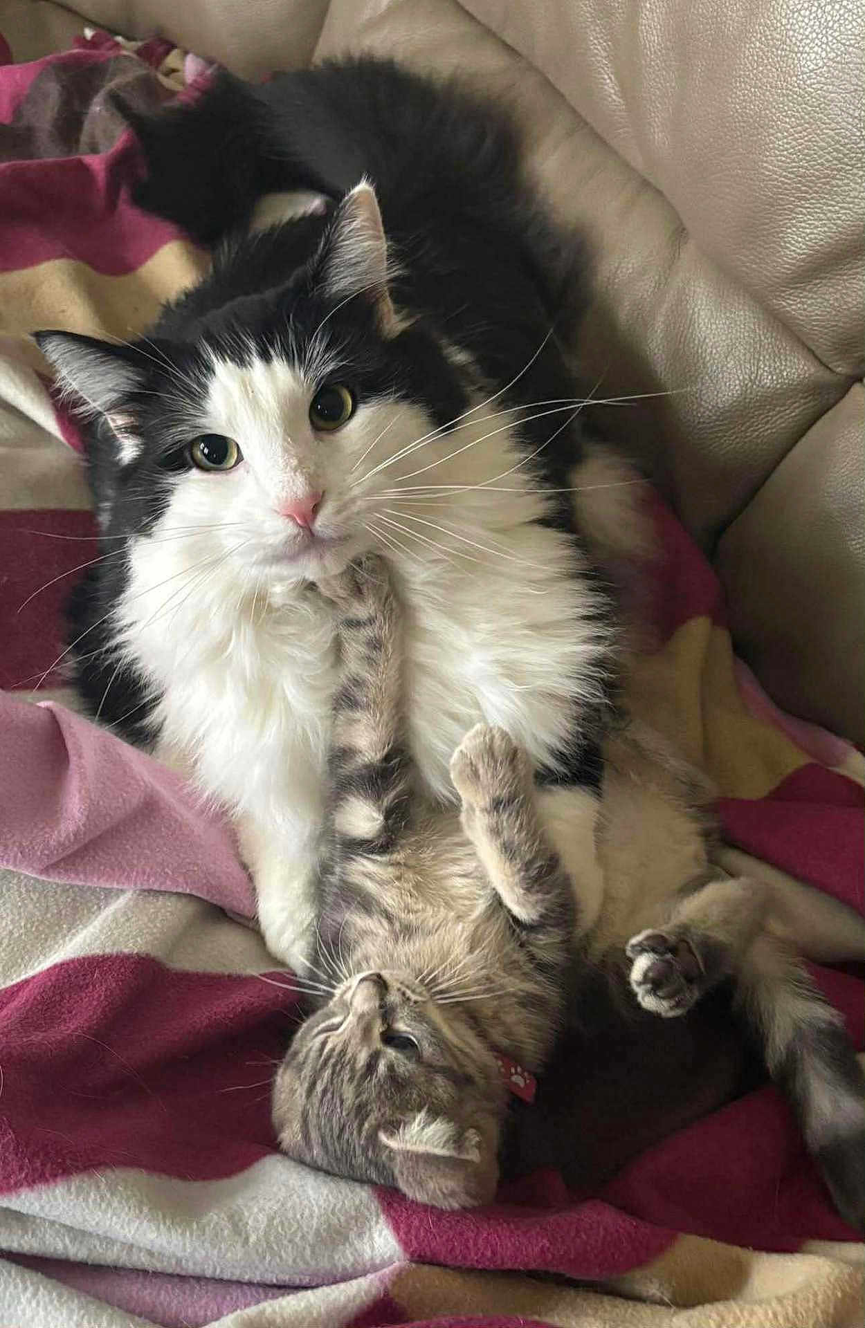 Kiyu a rejoint le concours — aidez-le/la à gagner de superbes lots ! cat, kitten, black_and_white_cat, tabby_kitten, pet, animal, feline, playing, couch, blanket, cozy, fur, whiskers, paw, indoor, cute, relaxed, friendship, domestic_animal, resting
