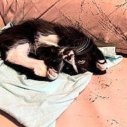 Jack Jack is registered to the contest to win money with this photo: kitten, cat, black_and_white, fur, whiskers, paw, cloth, couch, cracked_surface, indoor, pet, cute, playful, relaxed, animal, small, cozy, resting, closeup, young