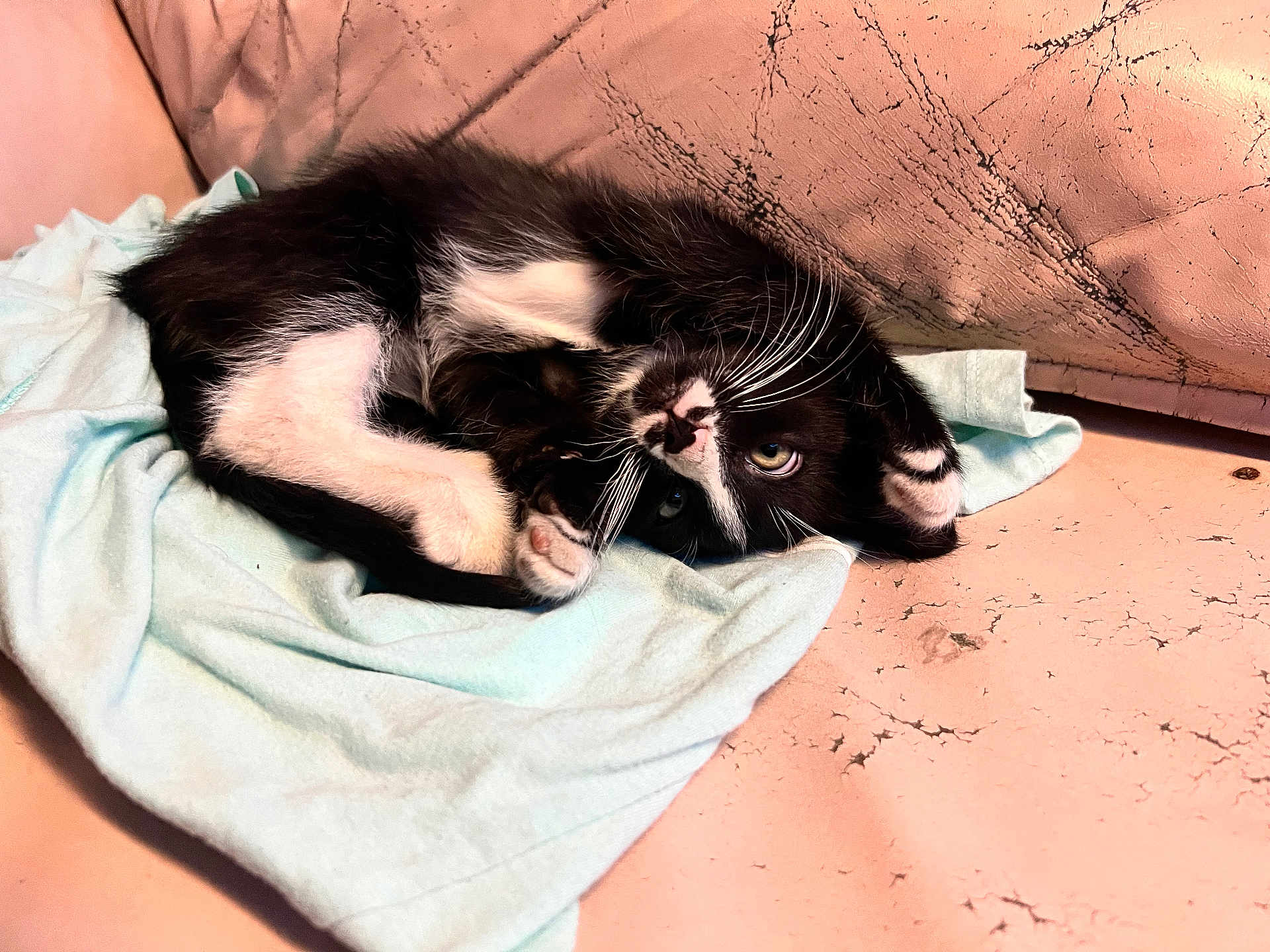 Jack Jack is registered to the contest to win money with this photo: kitten, cat, black_and_white, fur, whiskers, paw, cloth, couch, cracked_surface, indoor, pet, cute, playful, relaxed, animal, small, cozy, resting, closeup, young