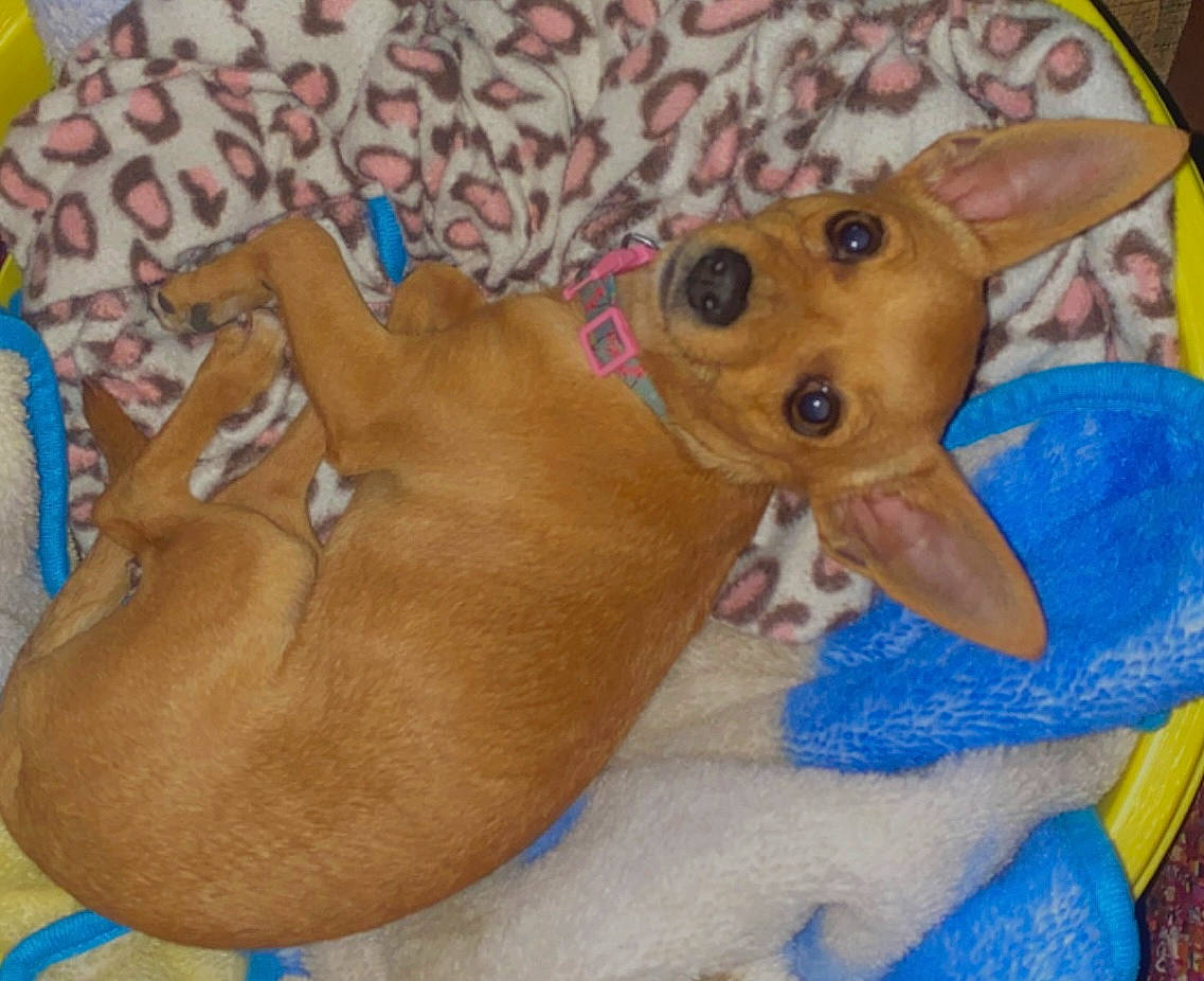 Ruby Roo is registered to the contest to win money with this photo: canidae, carnivore, comfort, companion_dog, dog, dog_breed, dog_supply, dog_toy, fawn, fur, liver, non_sporting_group, paw, pet_supply, plush, snout, sporting_group, tail, toy, working_animal