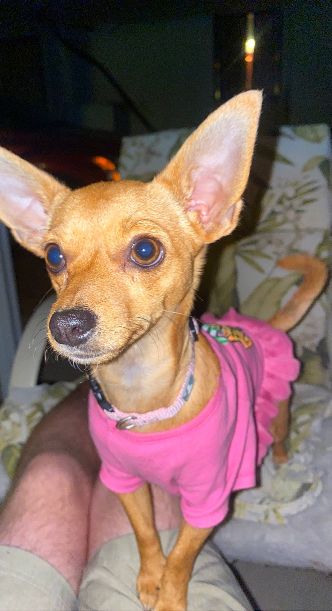 Ruby Roo is registered to the contest to win money with this photo: carnivore, chihuahua, collar, companion_dog, dog, dog_breed, dog_clothes, dog_supply, ear, event, fawn, fur, holiday, party_hat, pink, snout, sporting_group, toy_dog, whiskers, working_animal