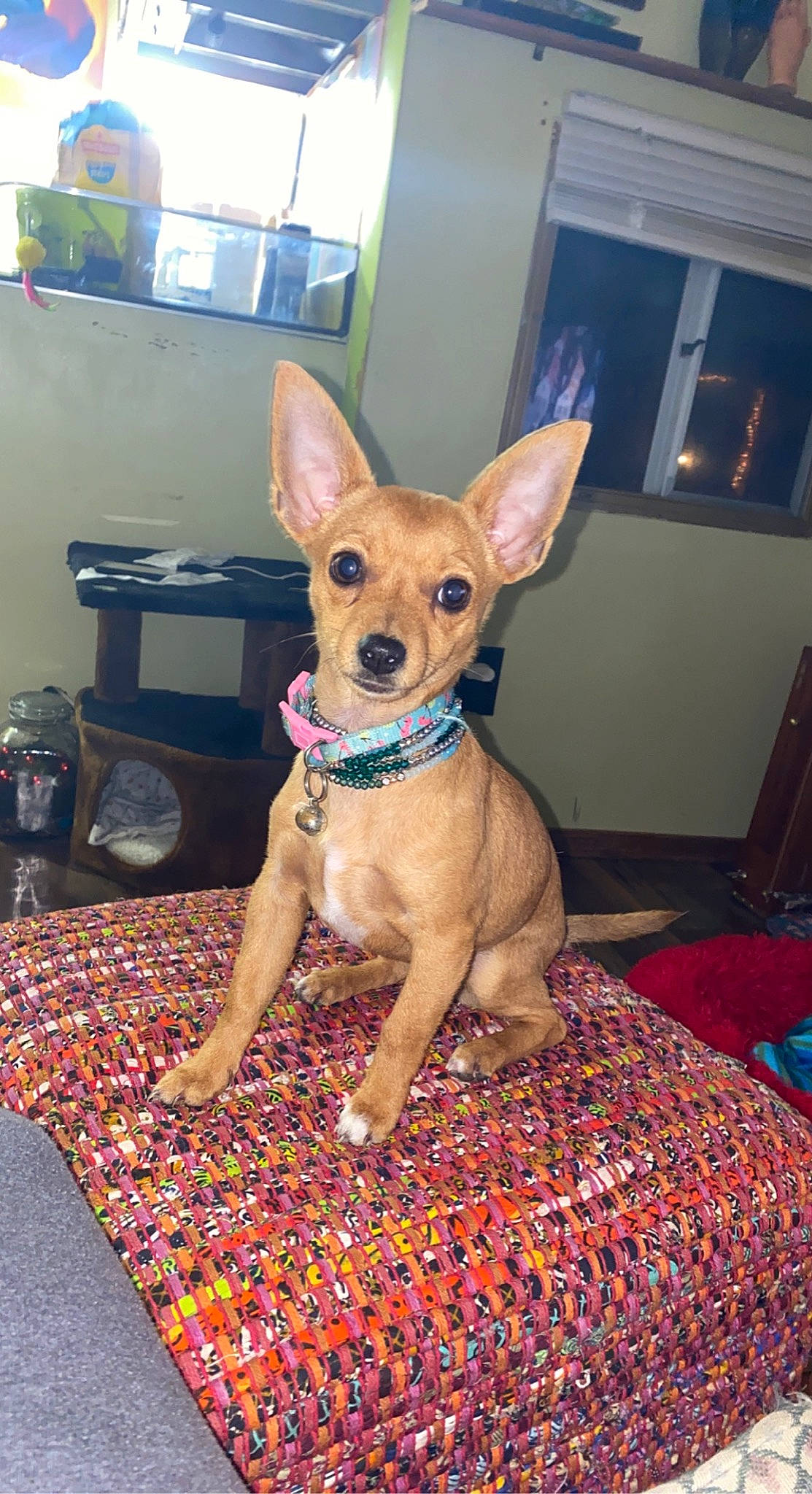 Ruby Roo is registered to the contest to win money with this photo: canidae, carnivore, chair, chihuahua, collar, companion_dog, dog, dog_breed, dog_supply, ear, fawn, floor, flooring, fur, snout, sporting_group, tail, toy_dog, whiskers, working_animal