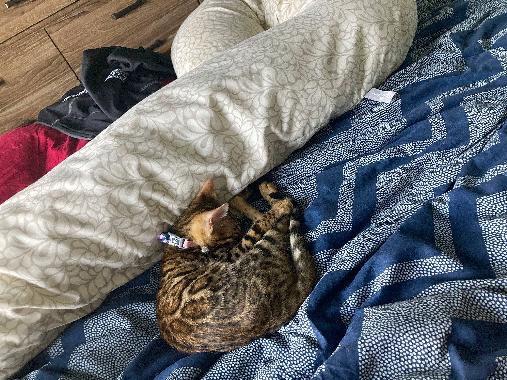 Chaï participe au concours pour gagner de l'argent avec cette photo : bag, bedding, brown, canidae, carnivore, cat, comfort, domestic_short_haired_cat, electric_blue, fawn, felidae, fur, grey, linens, pattern, small_to_medium_sized_cats, tail, textile, whiskers, wildlife