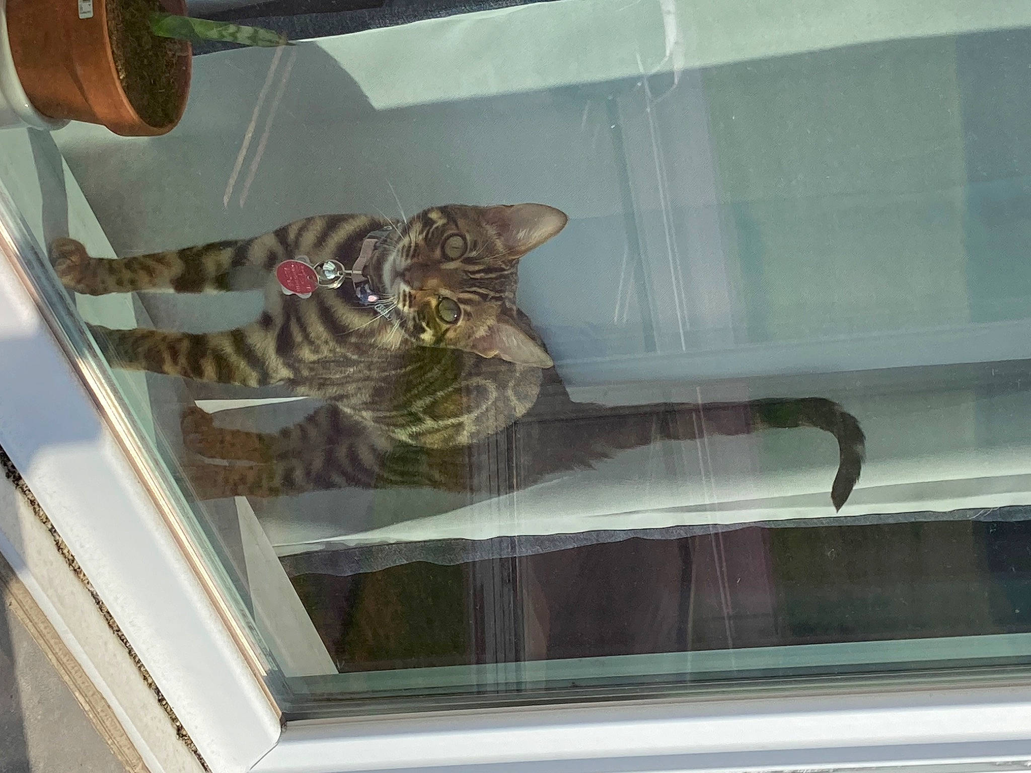 Chaï a rejoint le concours — aidez-le/la à gagner de superbes lots ! building, carnivore, cat, ceiling, door_handle, felidae, glass, hat, metal, molding, room, small_to_medium_sized_cats, stairs, tail, window, wood