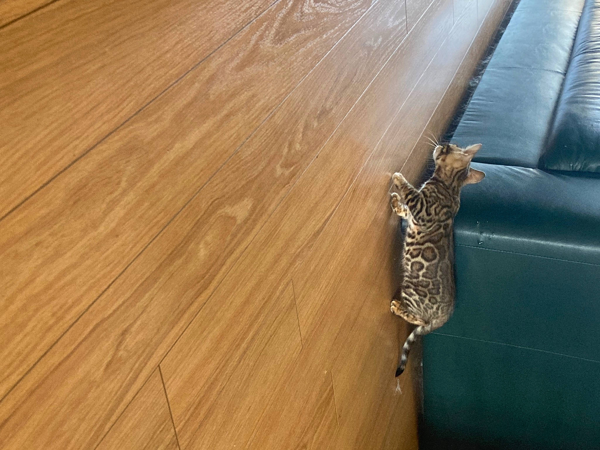 Chaï a rejoint le concours — aidez-le/la à gagner de superbes lots ! automotive_exterior, brown, bumper, composite_material, fashion_accessory, floor, flooring, hardwood, laminate_flooring, leather, lumber, metal, pattern, plank, plywood, varnish, vehicle_door, wood, wood_flooring, wood_stain