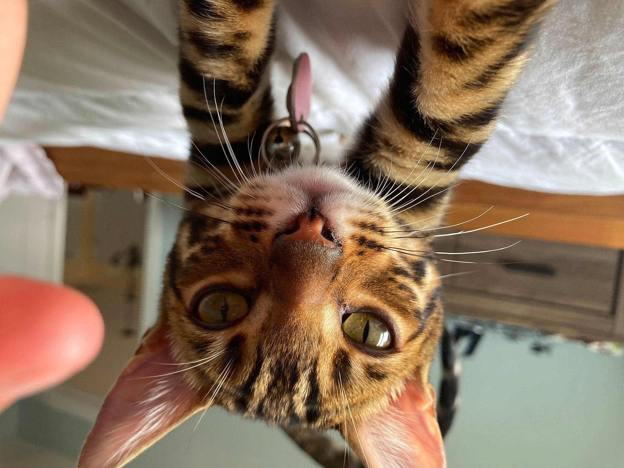 Chaï participe au concours pour gagner de l'argent avec cette photo : carnivore, cat, claw, comfort, domestic_short_haired_cat, ear, eyelash, fawn, felidae, fur, hair, nail, paw, small_to_medium_sized_cats, terrestrial_animal, whiskers