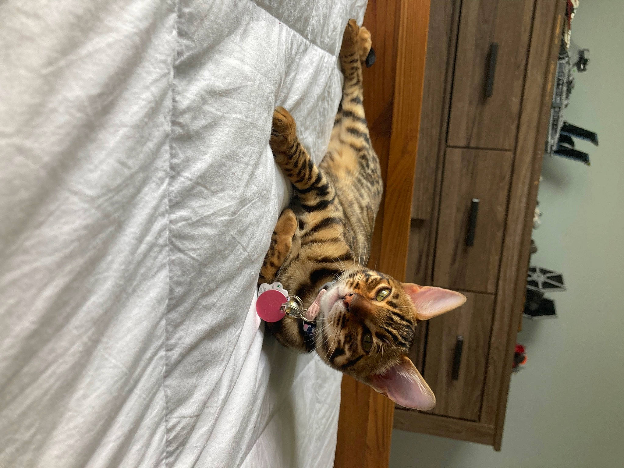 Chaï participe au concours pour gagner de l'argent avec cette photo : carnivore, cat, comfort, domestic_short_haired_cat, door, fawn, felidae, fur, room, small_to_medium_sized_cats, tail, terrestrial_animal, whiskers, wood