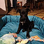 dog, puppy, black_dog, pet_bed, blue_bed, rope_toy, plush_toy, indoor, kitchen, tile_floor, table, chair, looking_at_camera, eyes, sitting, cute, playful, pet, household, floor