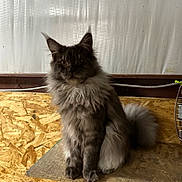 Simon joined the competition — help win amazing prizes! animal, background, cat, domestic_animal, ears, face, feline, fluffy, gray, indoor, long_hair, looking, muzzle, pet, portrait, sitting, tail, texture, whiskers, wood_surface