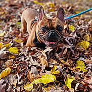Luffy joined the competition — help win amazing prizes! dog, french_bulldog, leaves, autumn, outdoor, pet, animal, brown, yellow_leaves, nature, playful, happy, smiling, fall, closeup, canine, leash, fur, ears, tongue