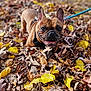 dog, french_bulldog, leaves, autumn, outdoor, pet, animal, brown, yellow_leaves, nature, playful, happy, smiling, fall, closeup, canine, leash, fur, ears, tongue