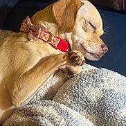 Sassy joined the competition — help win amazing prizes! adorable, animal, blanket, bow, brown_fur, closed_eyes, collar, cozy, cute, dog, floppy_ears, indoors, paws, pet, portrait, puppy, red_collar, resting, sleeping, tan_fur