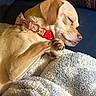 puppy, dog, sleeping, pet, animal, cute, adorable, brown_fur, tan_fur, floppy_ears, closed_eyes, collar, bow, red_collar, paws, blanket, indoors, cozy, portrait, resting