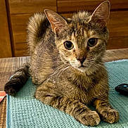 Utah a rejoint le concours — aidez-le/la à gagner de superbes lots ! abyssinian, angora, animal, cat, egyptiancat, hardwood, kitten, manx, pet, stainedwood, wood