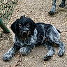 animal, black_fur, canine, chain, closeup, companion, dirt, dog, fence, fur, gray_fur, lying_down, outdoor, paw, pet, playful, puppy, scruffy, straw, young_dog