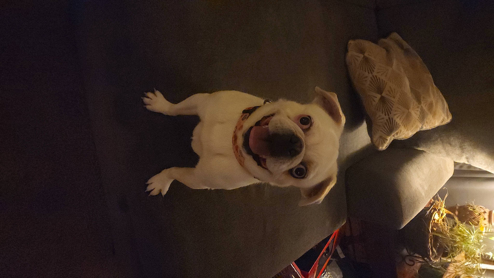 Doug joined the competition — help win amazing prizes! art, canidae, carmine, carnivore, companion_dog, darkness, dog, dog_breed, ear, fawn, fur, jaw, non_sporting_group, snout, sporting_group, tail, toy_dog, visual_arts, whiskers, working_animal