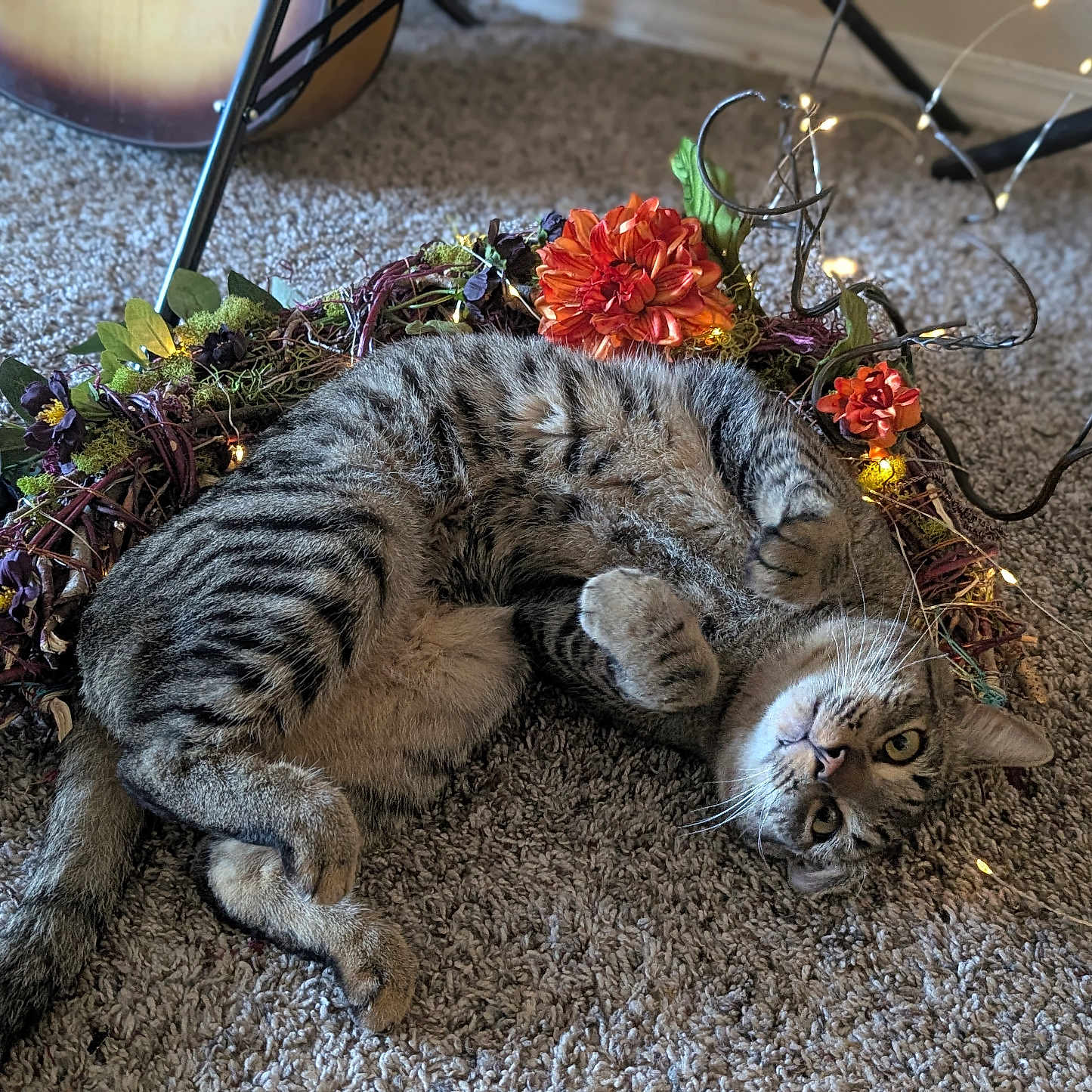 Matail Aka Pedro joined the competition — help win amazing prizes! carpet, cat, close_up, cozy, curious_look, fairy_lights, flowers, guitar, home_decor, indoor, lying_down, paws, pet, playful, relaxation, sleepy, tabby_cat, tail, whiskers, wreath