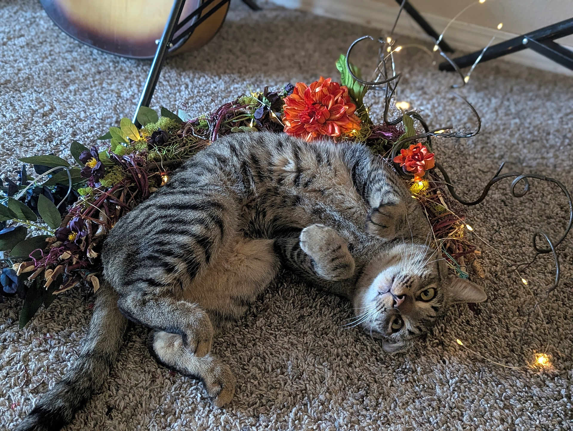 Matail Aka Pedro joined the competition — help win amazing prizes! cat, tabby_cat, pet, wreath, flowers, fairy_lights, carpet, guitar, indoor, cozy, playful, lying_down, whiskers, paws, tail, close_up, home_decor, relaxation, curious_look, sleepy