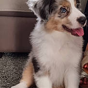 Aïko a rejoint le concours — aidez-le/la à gagner de superbes lots ! puppy, dog, tricolor, blue_eyes, fluffy, sitting, tongue_out, indoor, rug, fur, pet, canine, happy, cute, young_dog, paw, floor, couch, footwear, person